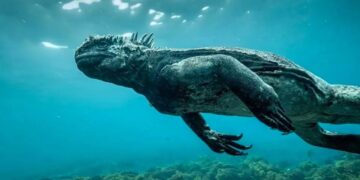 Mini Godzilla sorprende a buzos en el fondo del mar de las Islas Galápagos