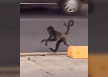 ¡Mono Araña paseando por Ecovía, en Monterrey!