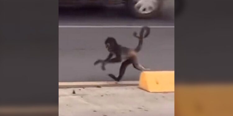 ¡Mono Araña paseando por Ecovía, en Monterrey!