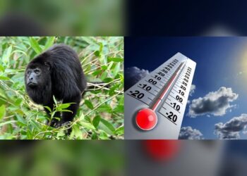 Monos aulladores cayeron muertos por ola de calor en Tabasco y Chiapas