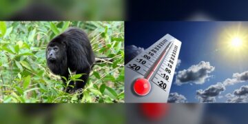 Monos aulladores cayeron muertos por ola de calor en Tabasco y Chiapas