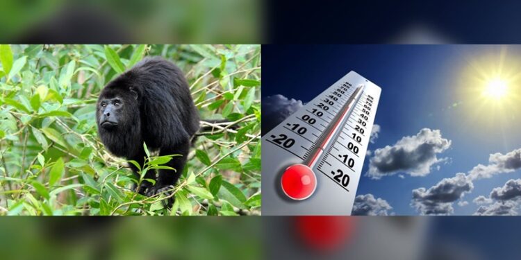 Monos aulladores cayeron muertos por ola de calor en Tabasco y Chiapas
