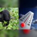 Monos aulladores cayeron muertos por ola de calor en Tabasco y Chiapas