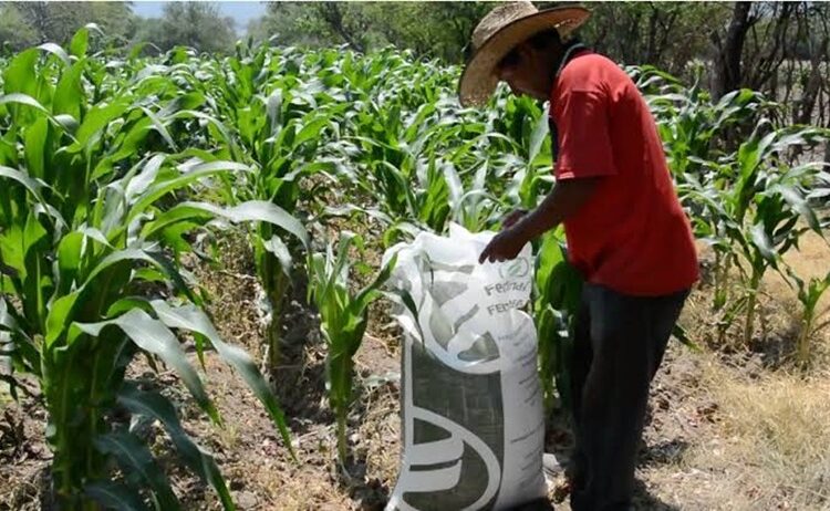 Arranca Programa Fertilizantes para el Bienestar 2024 en Tamaulipas