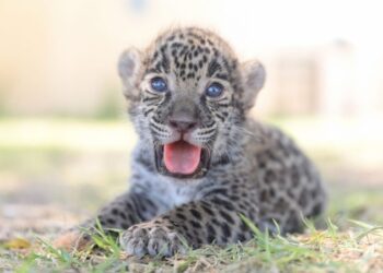 Crías de jaguar y cebra, nuevos habitantes en el Zoológico de NLD