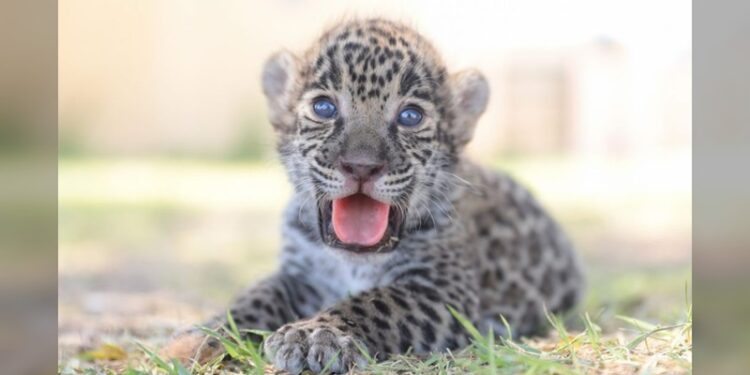Crías de jaguar y cebra, nuevos habitantes en el Zoológico de NLD
