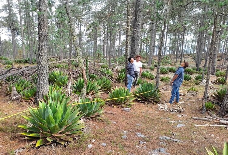 Busca la UAT preservar la genética de especies de maguey