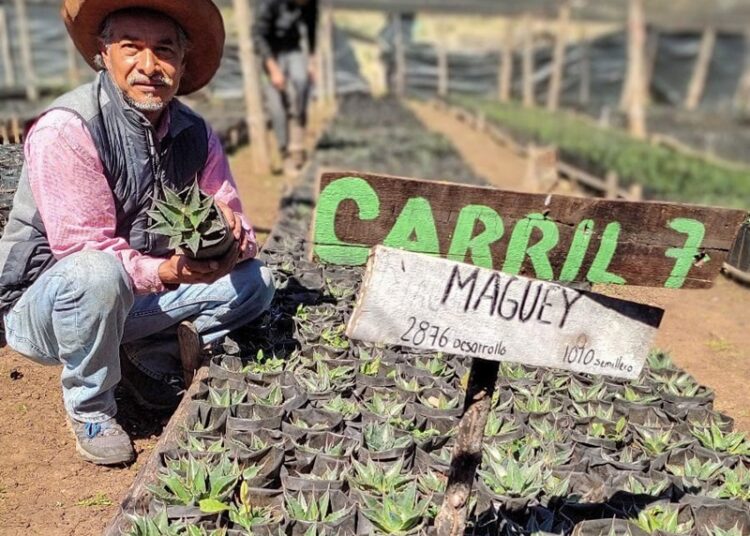 Busca la UAT preservar la genética de especies de maguey