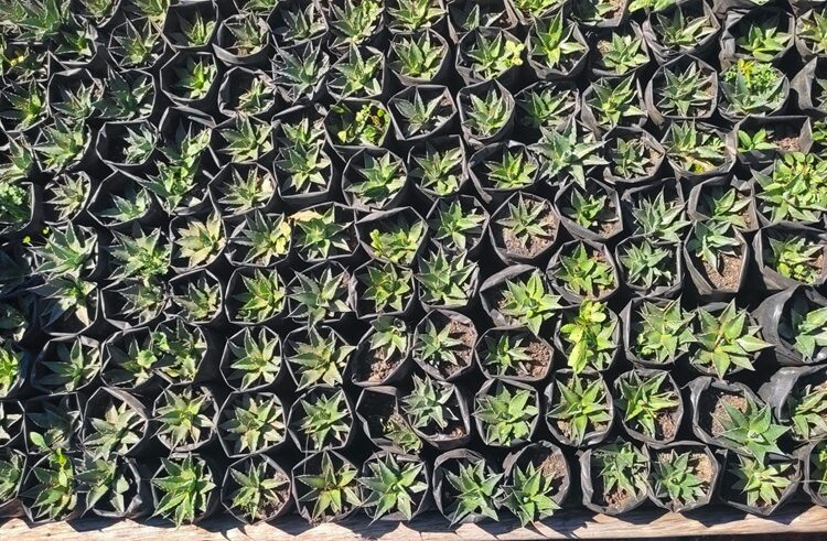 Busca la UAT preservar la genética de especies de maguey