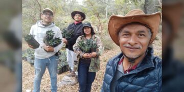 Busca la UAT preservar la genética de especies de maguey