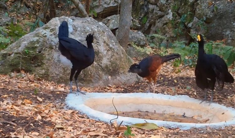 Fortalece Comisión de Parques instalación de bebederos en zonas serranas