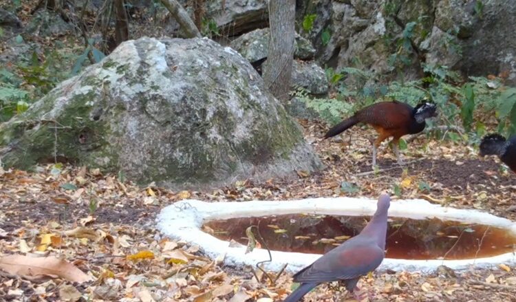 Fortalece Comisión de Parques instalación de bebederos en zonas serranas