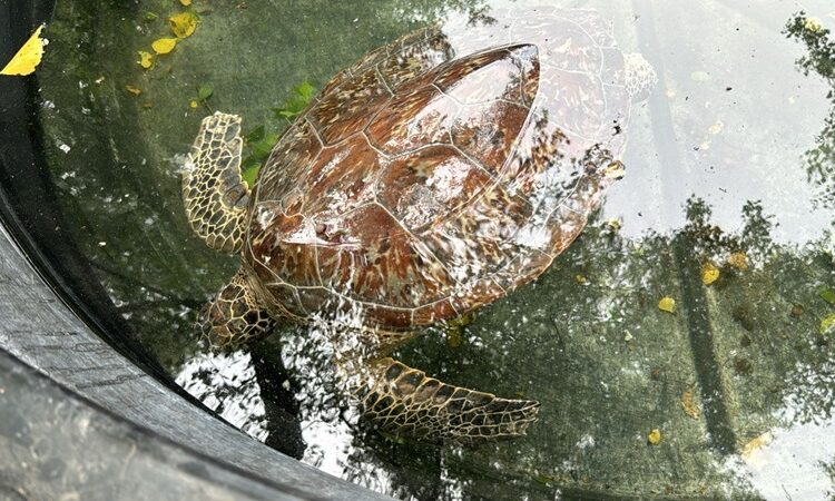 Llama Comisión de Parques a no caer en la ilegalidad transportando fauna silvestre