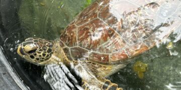 Llama Comisión de Parques a no caer en la ilegalidad transportando fauna silvestre