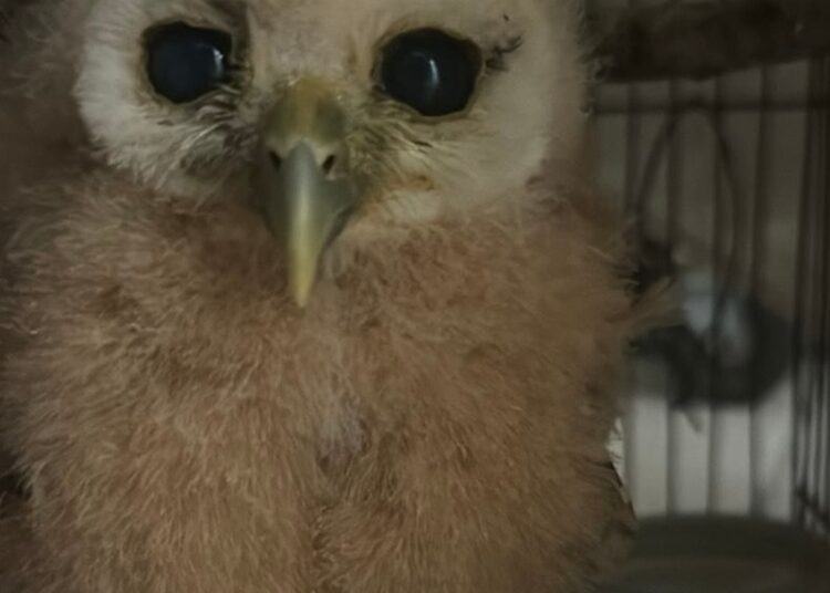 Llama Comisión de Parques a no caer en la ilegalidad transportando fauna silvestre