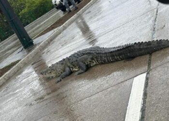 “Alberto” trajo a los cocodrilos a las calles de Tampico, son retirados por Guardia Estatal