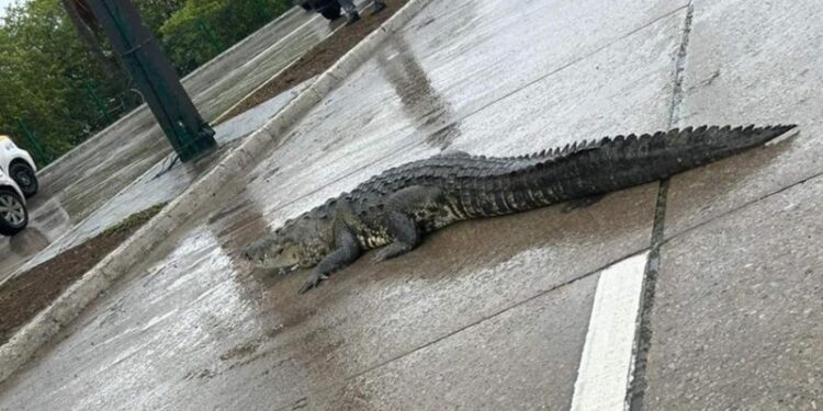 “Alberto” trajo a los cocodrilos a las calles de Tampico, son retirados por Guardia Estatal