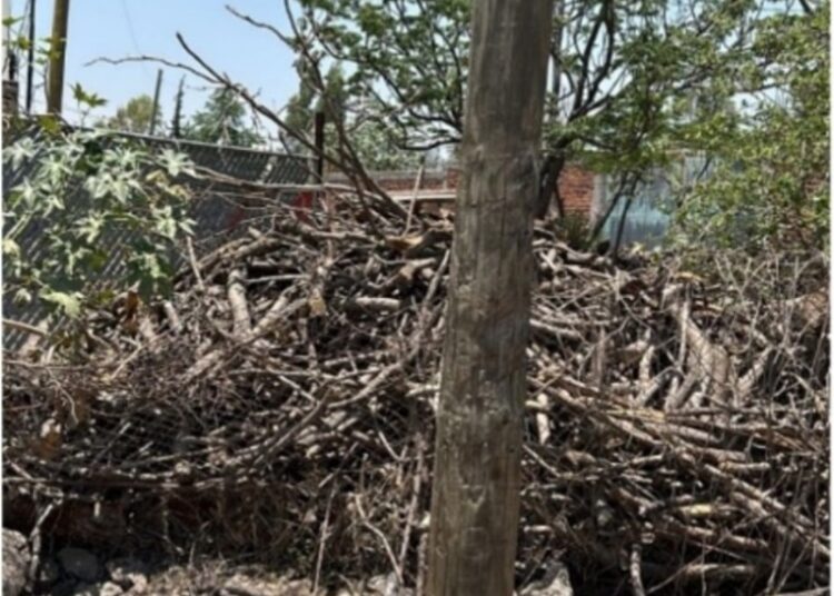 Comprueba PROFEPA que no hay tala ilegal en Irapuato