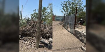 Comprueba PROFEPA que no hay tala ilegal en Irapuato