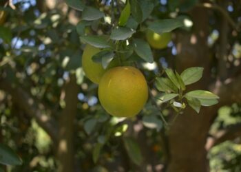 Continúa Gobierno de Tamaulipas con monitoreo y control del cancro de los cítricos