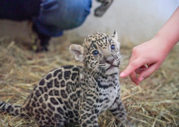 Crece familia del Zoológico; nacen dos jaguares y una cebra
