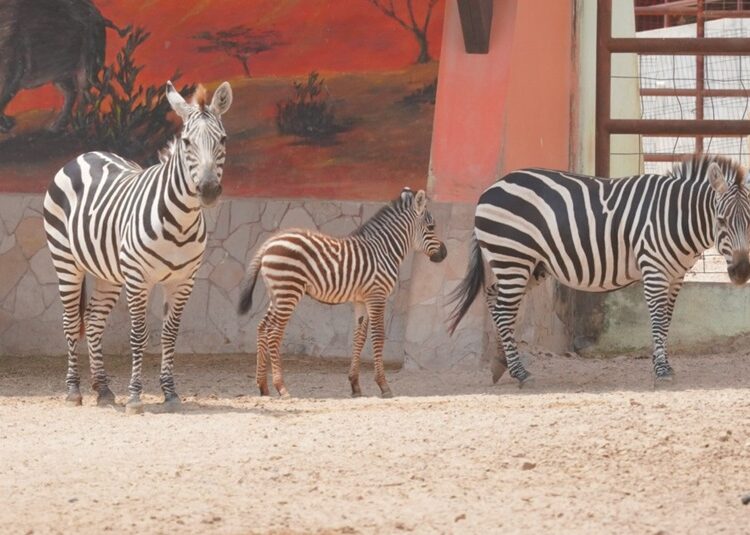 Crece familia del Zoológico; nacen dos jaguares y una cebra