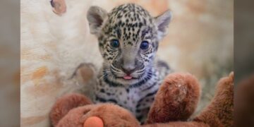 Crece familia del Zoológico; nacen dos jaguares y una cebra