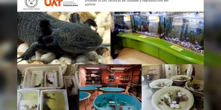 Difunde la UAT técnicas de cuidado y reproducción del ajolote