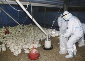 OMS anuncia primera muerte por gripe aviar H5N2 en México, 1.er caso a nivel mundial