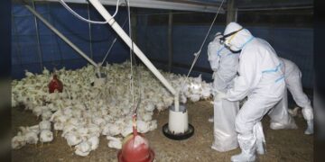 OMS anuncia primera muerte por gripe aviar H5N2 en México, 1.er caso a nivel mundial