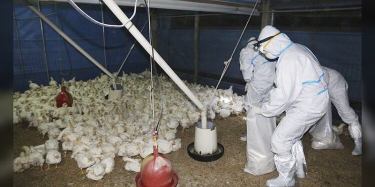 OMS anuncia primera muerte por gripe aviar H5N2 en México, 1.er caso a nivel mundial