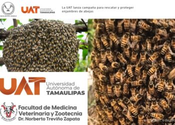 La UAT lanza campaña para rescatar y proteger enjambres de abejas