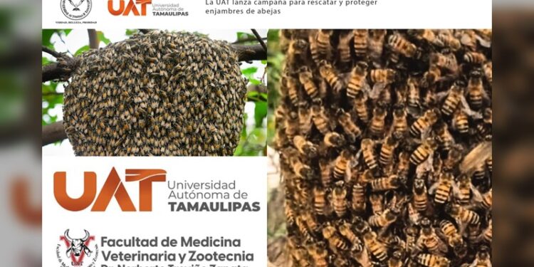La UAT lanza campaña para rescatar y proteger enjambres de abejas