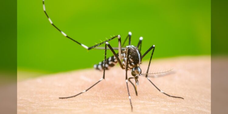 Alerta en México por casos de dengue; incrementó 385% en este 2024