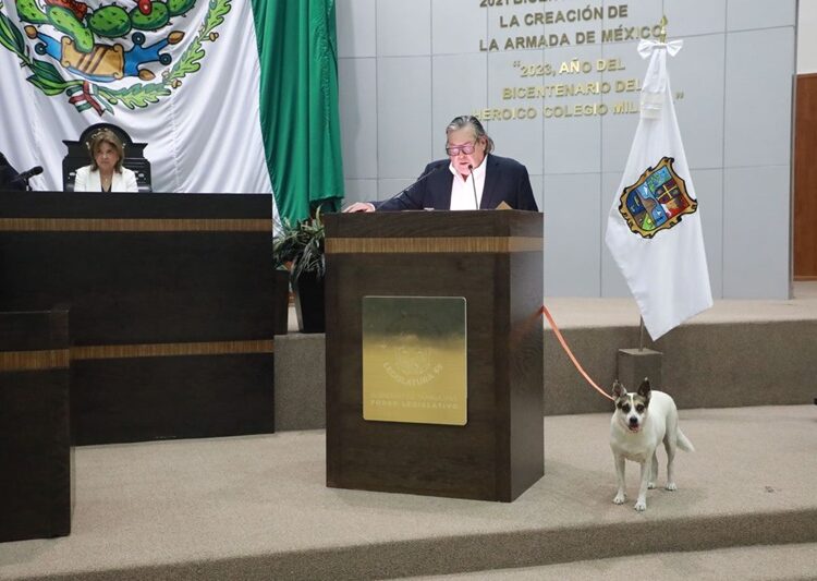 Pide Gustavo Cárdenas que Congreso adopte a “Perritas Guardianas”