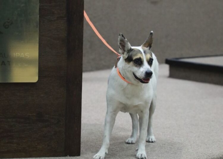 Pide Gustavo Cárdenas que Congreso adopte a “Perritas Guardianas”