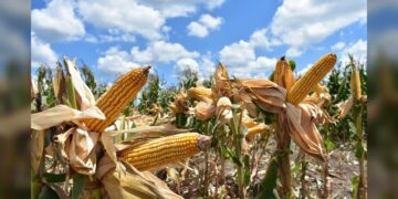 Ponen a disposición de los productores de maíz el Programa de Precios de Garantía