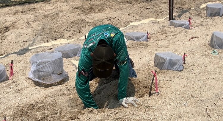 Prepara Comisión de Parques liberación de crías de tortuga lora en playas tamaulipecas