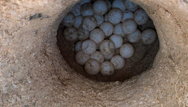 Prepara Comisión de Parques liberación de crías de tortuga lora en playas tamaulipecas