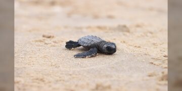 Prepara Comisión de Parques liberación de crías de tortuga lora en playas tamaulipecas