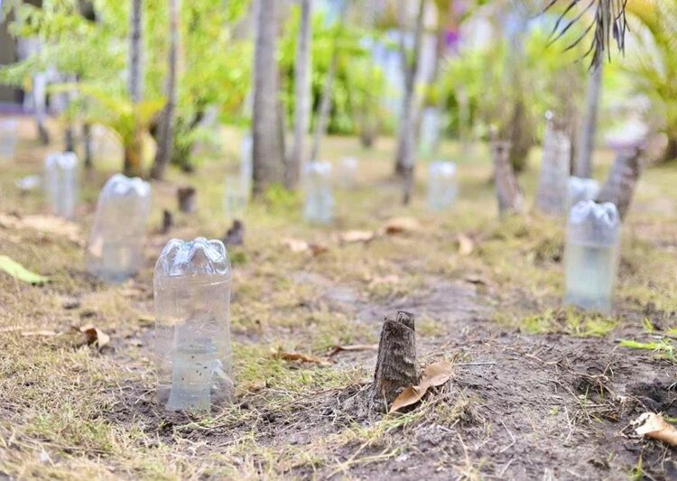 Respalda el DIF las actividades de promoción de la ecología en Altamira