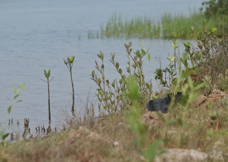 Refuerza SEDUMA reforestación de mangle en costas tamaulipecas