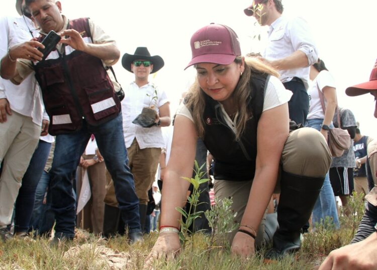 Refuerza SEDUMA reforestación de mangle en costas tamaulipecas