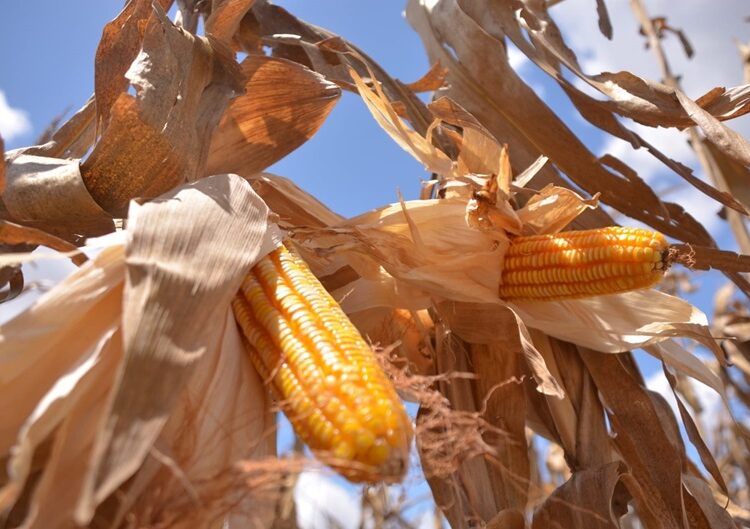 Ponen a disposición de los productores de maíz el Programa de Precios de Garantía