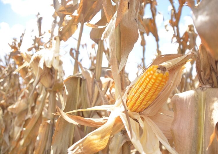 Ponen a disposición de los productores de maíz el Programa de Precios de Garantía