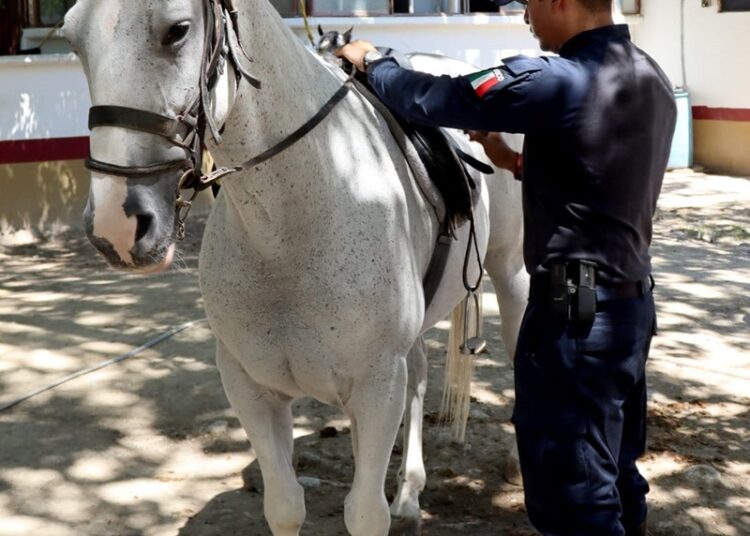Agrupamiento montado de la Guardia Estatal mantiene proximidad permanente