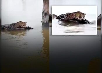 Tigrillos atrapados en inundaciones desaparece misteriosamente