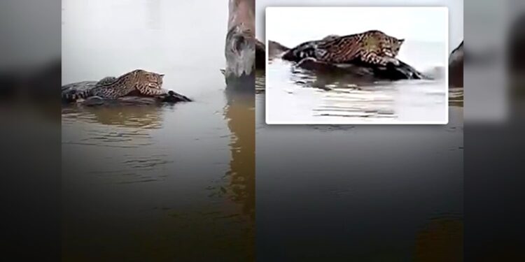 Tigrillos atrapados en inundaciones desaparece misteriosamente