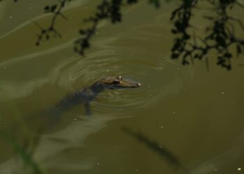 Aplican rastreo satelital a cocodrilo de pantano en zona sur de Tamaulipas
