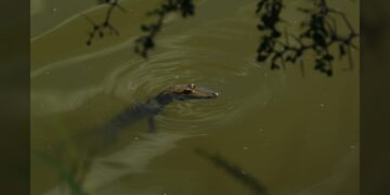 Aplican rastreo satelital a cocodrilo de pantano en zona sur de Tamaulipas